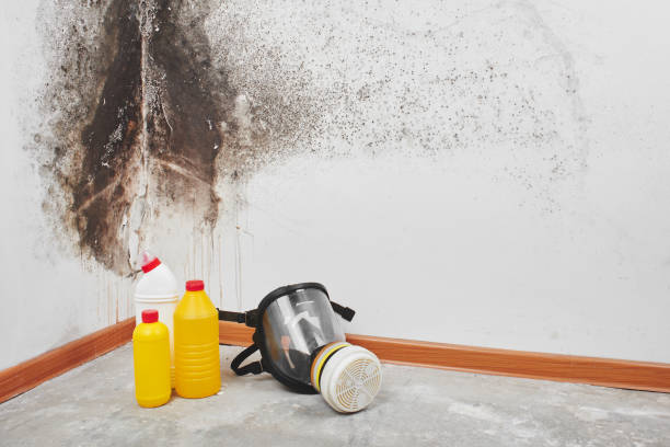 Best Basement Mold Remediation in Frederick, OK