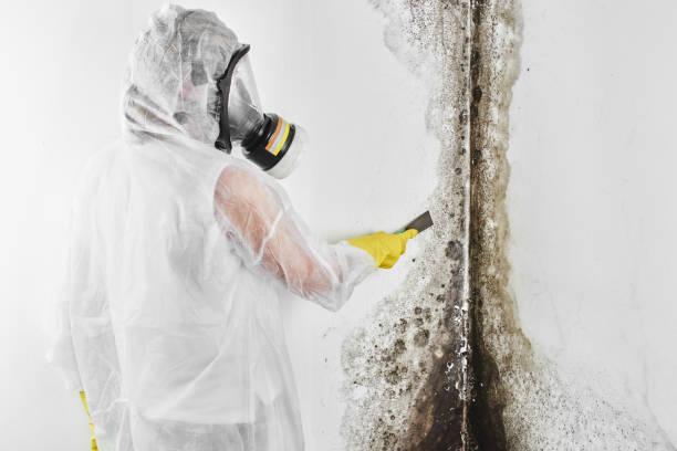 Best Localized Mold Remediation (e.g., coastal areas, humid climates) in Frederick, OK