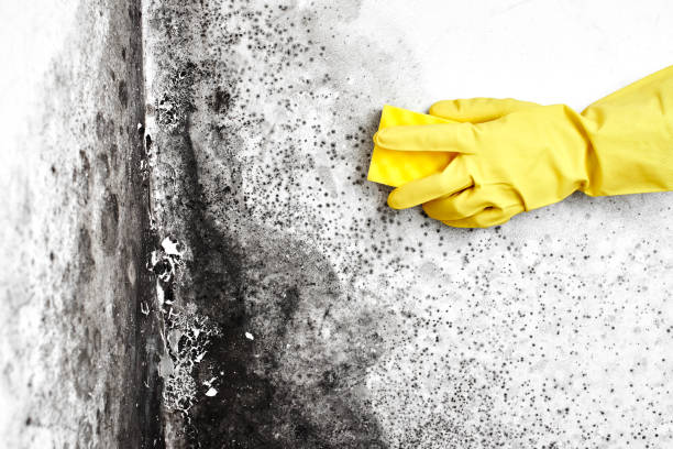 Best Commercial Mold Remediation in Frederick, OK