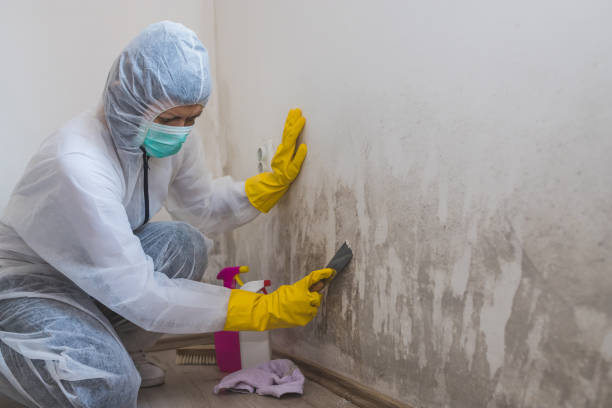 Best Black Mold Remediation in Frederick, OK