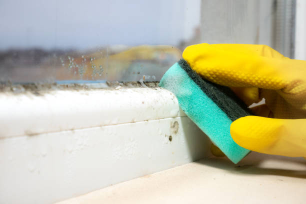 Best Health and Safety Mold Remediation in Frederick, OK