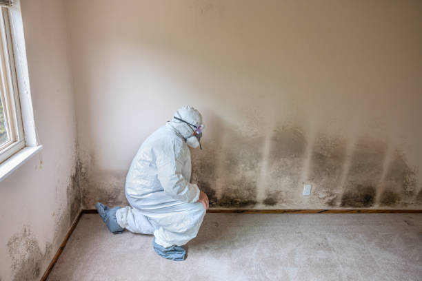 Best Kitchen Mold Remediation in Frederick, OK