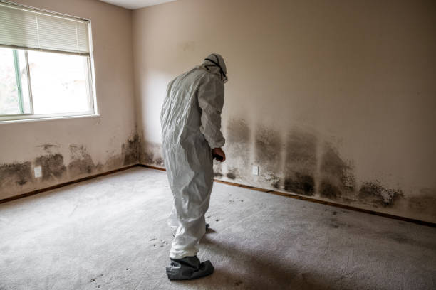 Best Emergency Mold Remediation in Frederick, OK