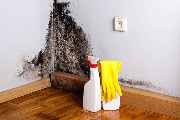 Best Post-Flood Mold Remediation in Frederick, OK