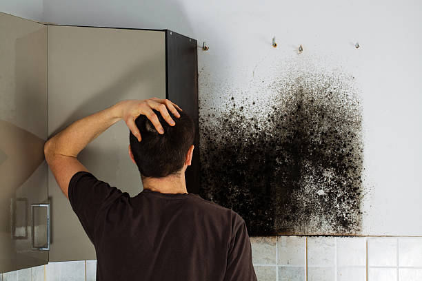 Best Preventive Mold Services in Frederick, OK