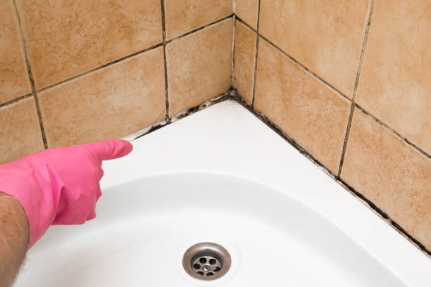 Best Insurance-Related Mold Remediation in Frederick, OK